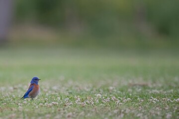 Western Bluebird in the Park