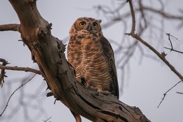 owl on branch in a tree