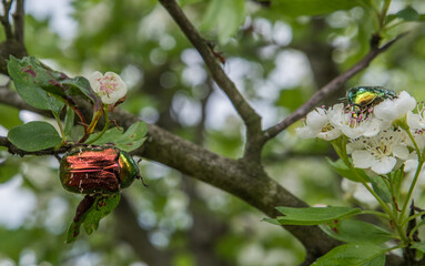 Multi-colored bronze beetle on a flowering hawthorn.