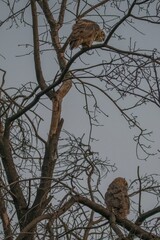 Two Owls in a Tree