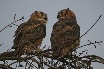Pair of Great Horned Owls