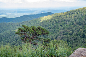 mountain landscape with trees