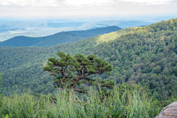 mountain landscape with trees