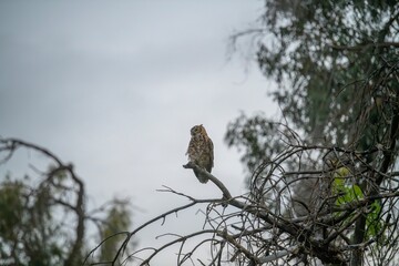 Great Horned Owl on a Branch
