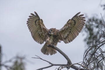 Great Horned Owl Wings