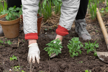 Female hands in gloves replanting flower from pots to the soil. Gardener senior woman planting chrysanthemum flowers.
