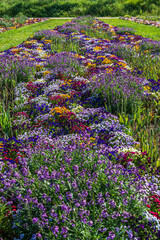 Bed of colorful spring flowers in purple and orange colors, vertical