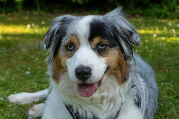 Australian Shepherd
