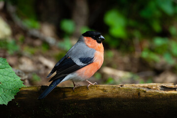 Bullfinch Male , ciuffolotto, (Pyrrhula pyrrhula)	
