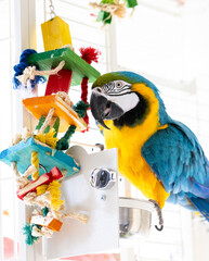 blue and yellow macaw playing with toys in the cage © Lenzation Studio