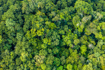 Naklejka premium Aerial view of green summer forest. Summer in forest aerial top view. Drone shoot above colorful green texture in nature. Rainforest ecosystem and healthy environment concept and background