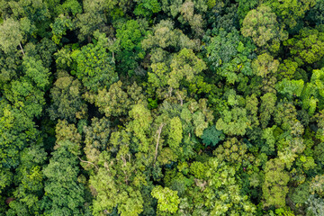 Aerial view of green summer forest. Summer in forest aerial top view. Drone shoot above colorful green texture in nature. Rainforest ecosystem and healthy environment concept and background