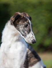 Russian borzoi in the park