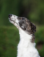 Russian borzoi in the park
