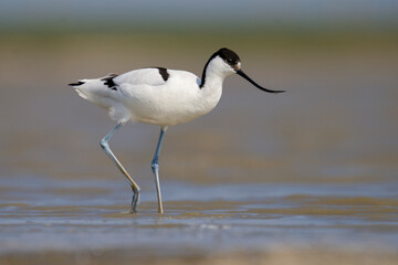 The pied avocet