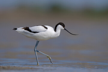 The pied avocet