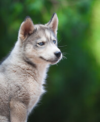 Little husky that looks like a wolf
