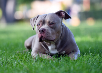 a powerful american bully dog in the park