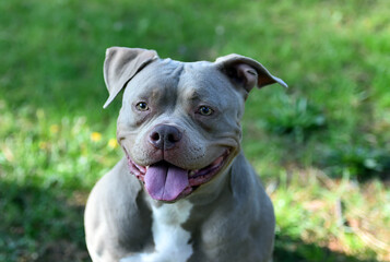 a powerful american bully dog in the park