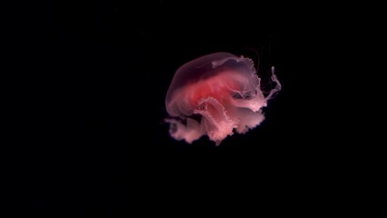 Small pink jellyfish swim slowly. Poisonous jellyfish in the dark.
