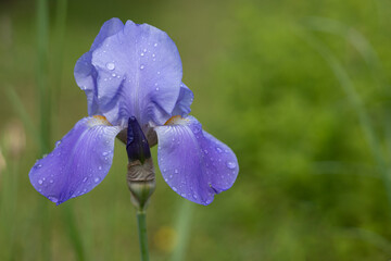 Flower of bearded iris (Iris germanica) with rain drops on green natural background. Blue iris flowers are growing in a garden. Close up