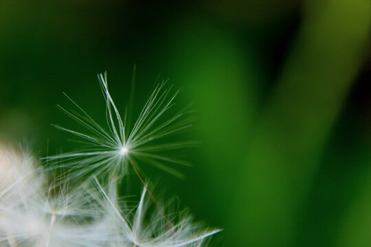 dandelion in the wind