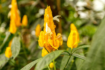 Close-up of a yellow blooming Pachystachys lutea flower