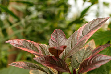 Close-up of pseuderanthemum maculatum atropurpureum plant leaves