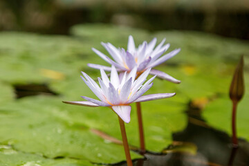 Portrait of a beautiful water lily in a pond, Nymphaea
