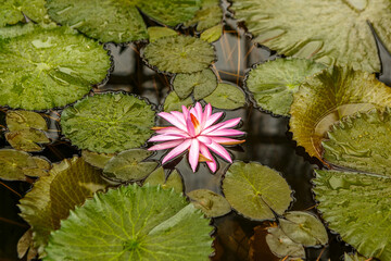 Portrait of a beautiful water lily in a pond, Nymphaea