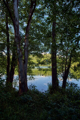 Naklejka na ściany i meble trees on the lake, Poland
