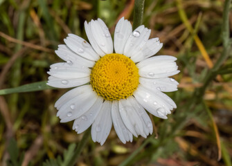 Fototapeta premium Close-up with daisy flower ( Leucanthemum vulgare ) with drops of water, after rain.