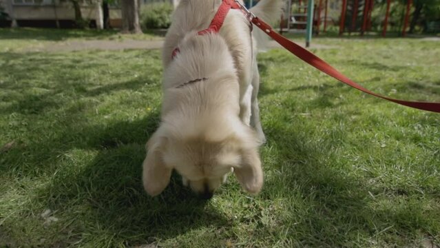 Golden retriever. Golden Retriever sniffs the grass. A golden retriever on a leash along the sidewalk in the park, walking area. View of a golden retriever on a leash walking in a park with its owner.