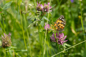 Painted Lady (Vanessa Cardui) Butterfly perched on pink flower in Zurich, Switzerland