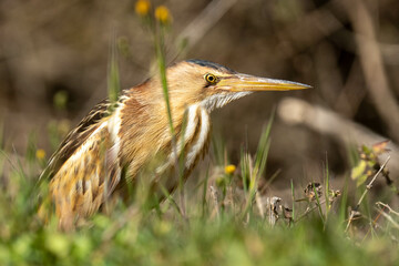 The little bittern or common little bittern