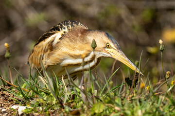 The little bittern or common little bittern