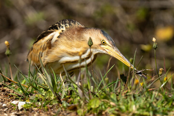 The little bittern or common little bittern