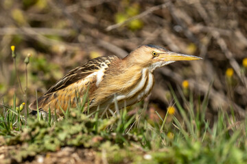 The little bittern or common little bittern