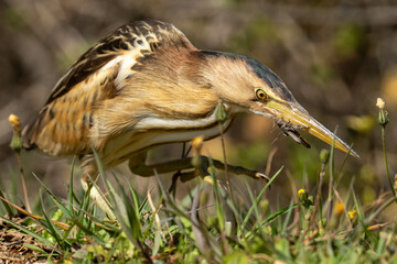 The little bittern or common little bittern