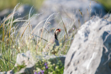 The rock partridge or common rock partridge © Slavisa