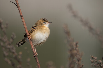 The zitting cisticola or streaked fantail warbler