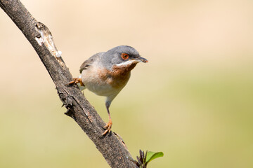 Eastern Subalpine Warbler