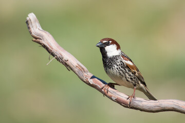 The Spanish sparrow or willow sparrow