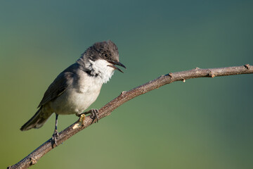 The western Orphean warbler