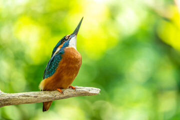 Eisvogel / Common Kingfisher