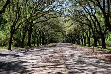 Fototapeta premium alley in the park