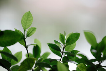 leaves Background wallpaper Material Website Mac Windows Linus Android Ios 