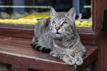 The cat that saw the bird. Domestic cat. Pets.