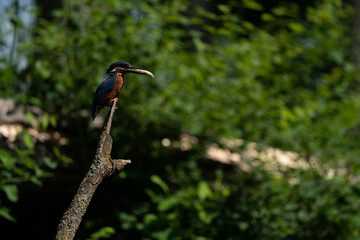 Eisvogel / Common Kingfisher