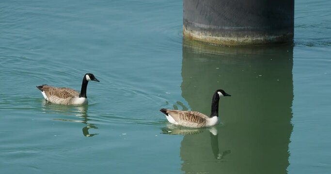 Bernaches du Canada ou oies noires (Branta canadensis) . Grand anatides au plumage gris-brun, long cou noir, gorge et joues blanches nageant au bord du Rhin
